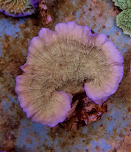Lade das Bild in den Galerie-Viewer, Montipora spp. (Laminar) (Pink Edge)
