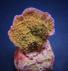 Montipora spp. (Laminar) (Pink Edge) (frag) NZ