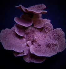 Lade das Bild in den Galerie-Viewer, Montipora spp. (Laminar) (Purple-Blue)
