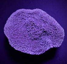 Lade das Bild in den Galerie-Viewer, Montipora spp. (Laminar) (Purple-Blue)
