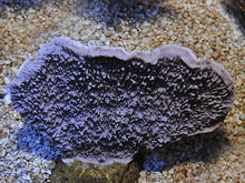 Lade das Bild in den Galerie-Viewer, Montipora spp. (Laminar) (Purple-Blue)
