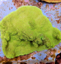 Lade das Bild in den Galerie-Viewer, Montipora spp. (Premium)
