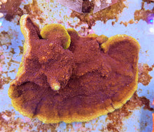Lade das Bild in den Galerie-Viewer, Montipora spp. (Premium)
