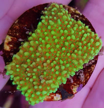Lade das Bild in den Galerie-Viewer, Montipora spp. (Premium)
