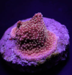 Montipora spp. (Premium) (frag) NZ