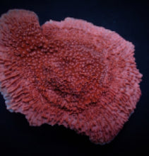 Lade das Bild in den Galerie-Viewer, Montipora spp. (Snow Cap)
