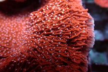 Lade das Bild in den Galerie-Viewer, Montipora spp. (Snow Cap)

