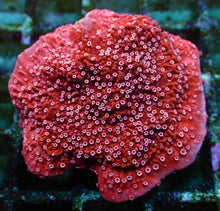 Lade das Bild in den Galerie-Viewer, Montipora spp. (Snow Cap)
