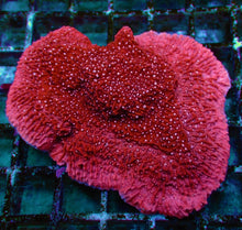 Lade das Bild in den Galerie-Viewer, Montipora spp. (Snow Cap)
