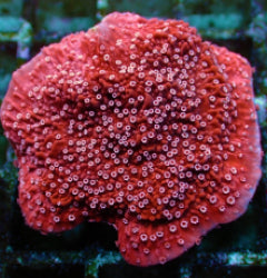 Montipora spp. (Snow Cap) (frag) NZ