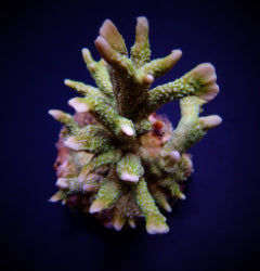 Montipora stellata
