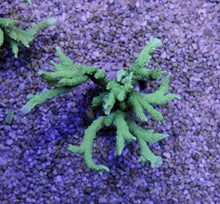 Lade das Bild in den Galerie-Viewer, Montipora stellata

