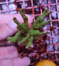 Lade das Bild in den Galerie-Viewer, Montipora stellata
