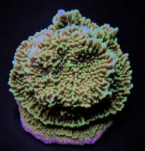 Lade das Bild in den Galerie-Viewer, Montipora undata
