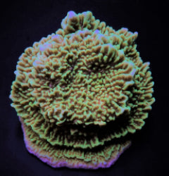 Montipora undata