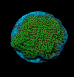 Montipora undata (frag) NZ