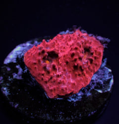 Montipora undata (frag) NZ