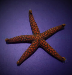 Nardoa spp.