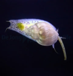 Nassarius grephiterus