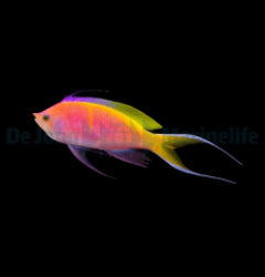 Nemanthias bartlettorum x