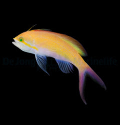 Nemanthias carberryi x