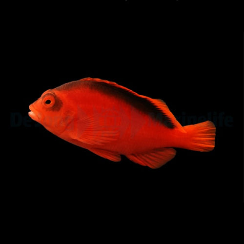 Neocirrhites armatus (Feuer Korallenwächter)
