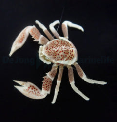 Neopetrolisthes ohshimai