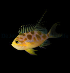 Odontanthias borbonius x