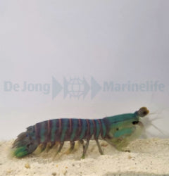 Odontodactylus spp. (Fangschreckenkrebs)