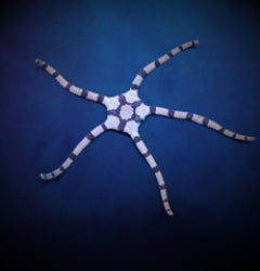 Ophiolepis superba