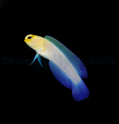 Opistognathus aurifrons - T.B.