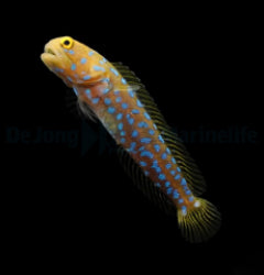 Opistognathus rosenblatti - T.B.