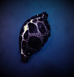 Ovula ovum