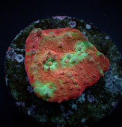 Oxypora spp. (Premium) (frag) NZ