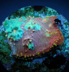 Oxypora spp. (Ultra) (frag) NZ