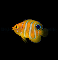 Pygoplites diacanthus - T.B.