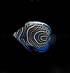 Pomacanthus imperator - T.B.
