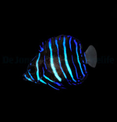 Pomacanthus navarchus - T.B.