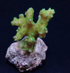 Pocillopora damicornis (Yellow-Green)