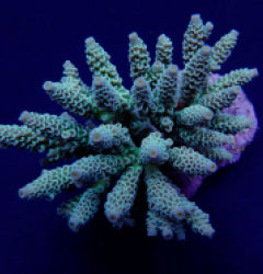Acropora tenuis (Greenish)