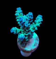 Acropora tenuis (Grade A) (frag) NZ