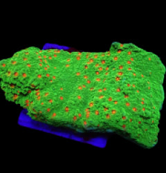 Montipora spp. (Chilli Pepper) (frag) NZ