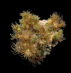 Parazoanthus gracilis (Yellow) (frag) NZ