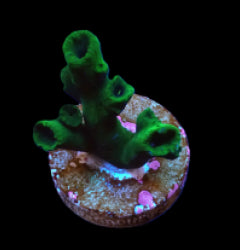 Tubastraea micranthus (frag) NZ