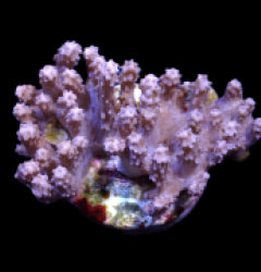 Paralemnalia spp. (frag) NZ