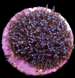 Galaxea spp. (Common) (frag) NZ