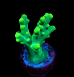 Acropora caroliniana (frag) NZ