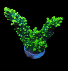 Acropora robusta (frag) NZ
