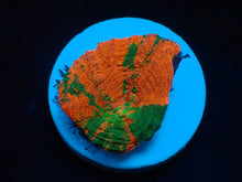 Lade das Bild in den Galerie-Viewer, Homophyllia australis (frag)
