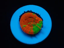 Lade das Bild in den Galerie-Viewer, Homophyllia australis (frag)
